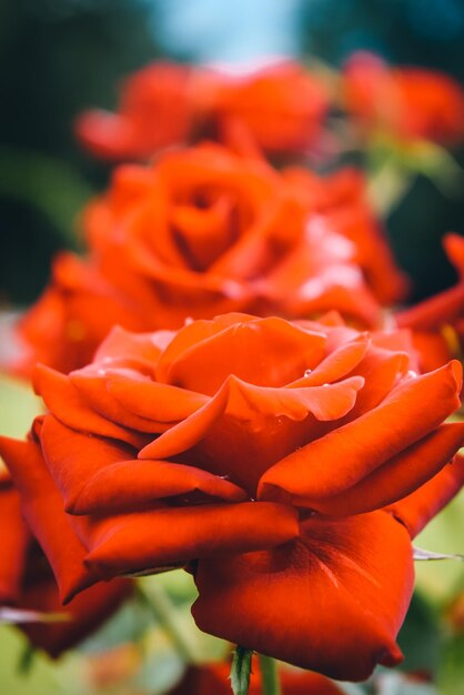 Toma selectiva de rosas rojas frescas en el jardín