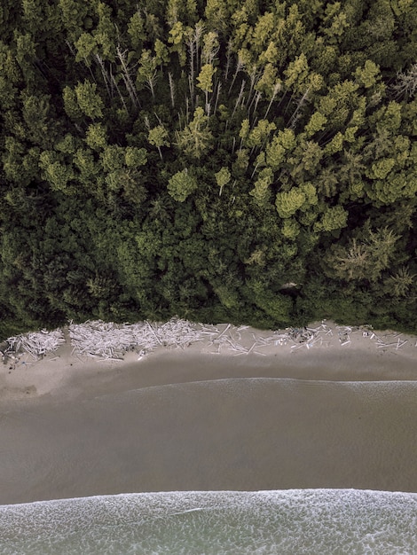 Toma vertical aérea de un bosque cerca de una costa