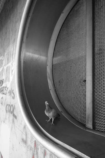 Toma vertical en escala de grises de un pequeño pájaro sentado en un sistema de ventilación en una pared con escritos