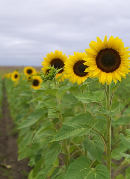 Toma vertical del floreciente campo de girasol - ideal para papel tapiz