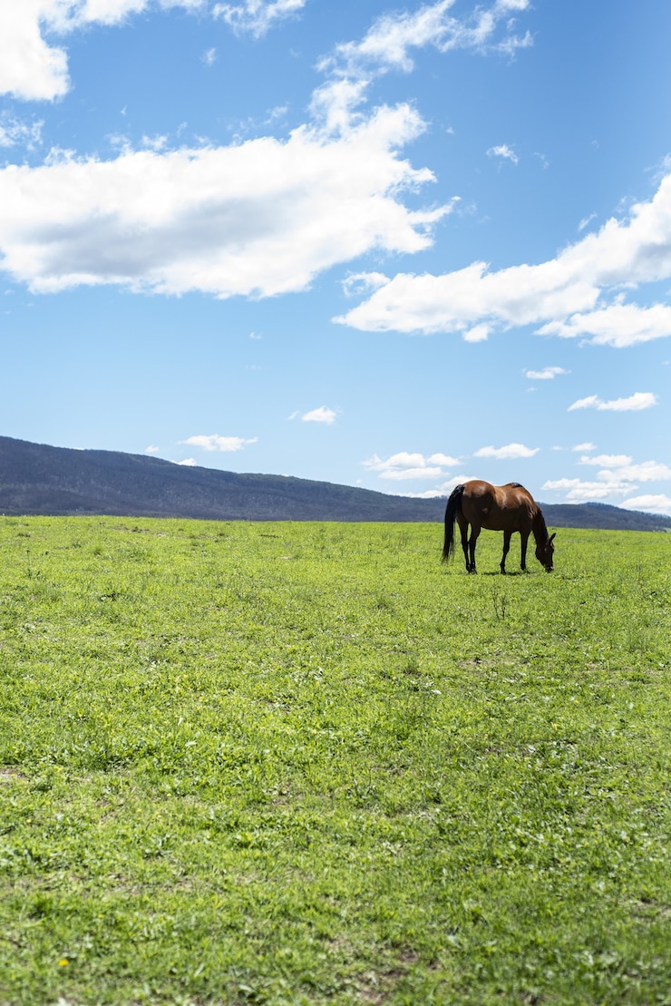 Foto gratuito tomada vertical de un caballo pastando en un césped verde en un día soleado