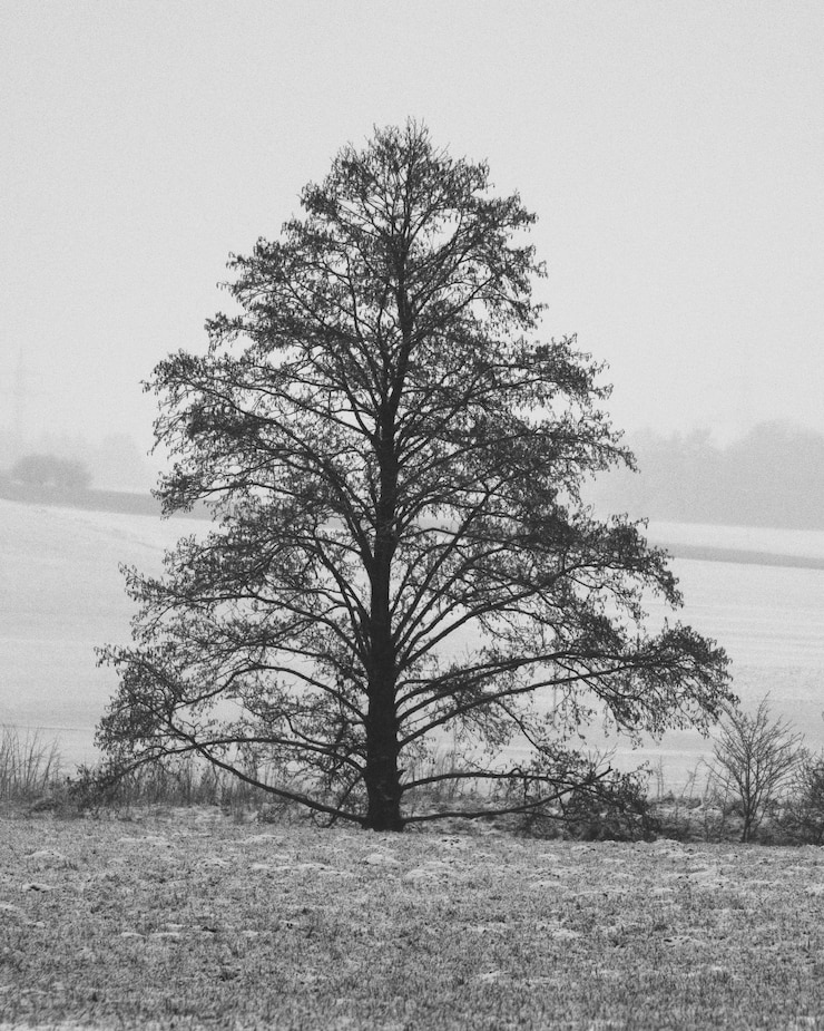 Foto gratuito tomada vertical en escala de gris de un solo árbol