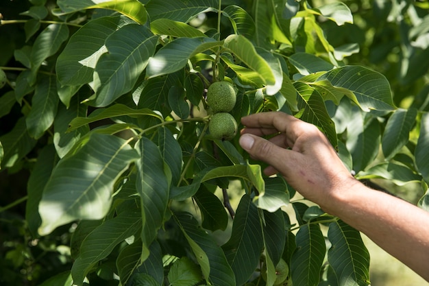 Foto gratuita tomando manzanas verdes del árbol