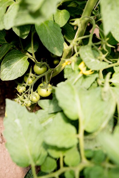 Tomates cherry en invernadero alta vista