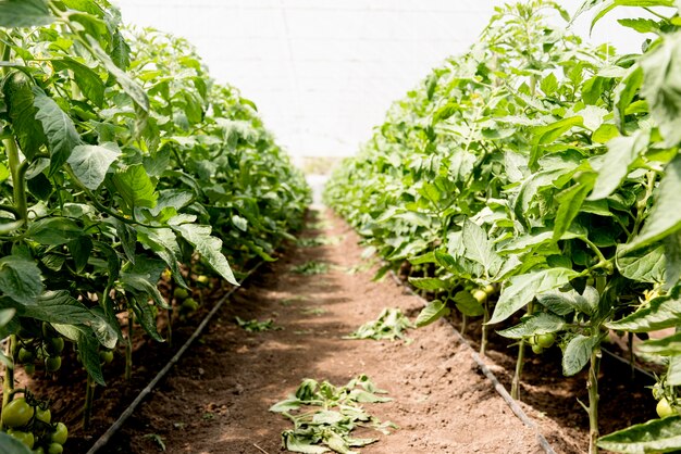 Tomates cherry en invernadero vista larga