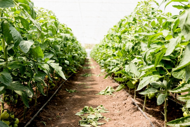 Tomates cherry en invernadero vista larga