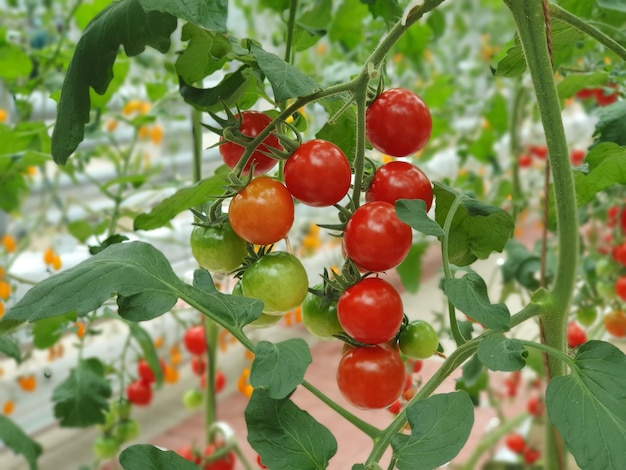 Los tomates coloridos (verduras y frutas) están creciendo en granjas interiores / granjas verticales.