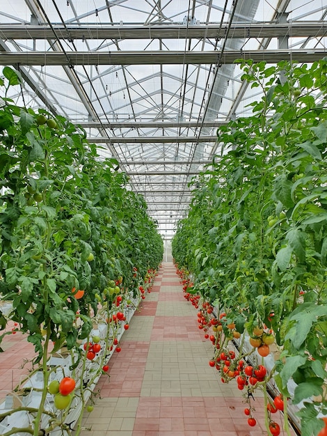 Los tomates coloridos (verduras y frutas) están creciendo en granjas interiores / granjas verticales.