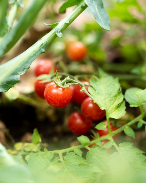 Tomates de jardín escondidos en hojas verdes