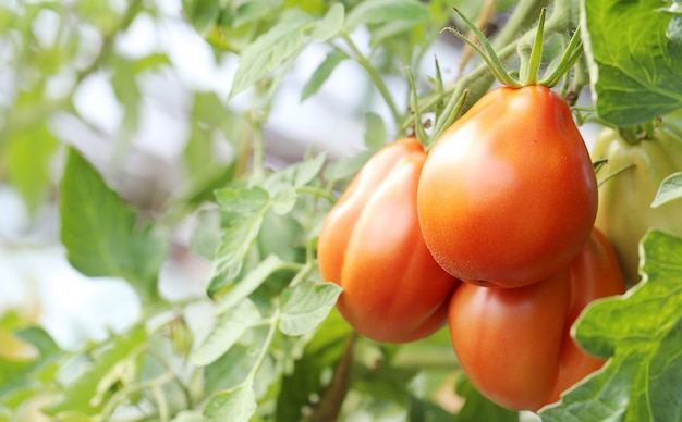 Tomates rojos en una rama