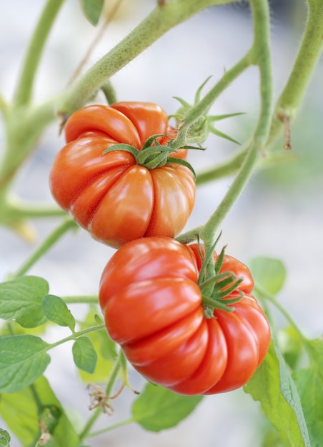 Tomates rojos en una rama