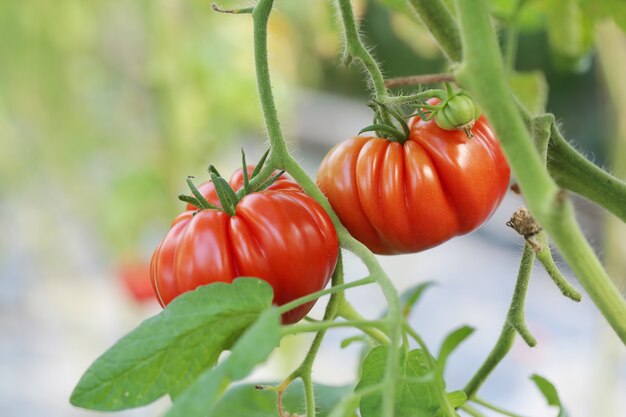 Tomates rojos en una rama