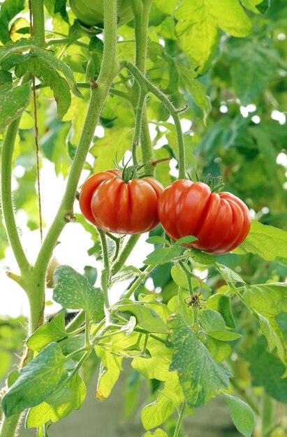 Tomates rojos en una rama