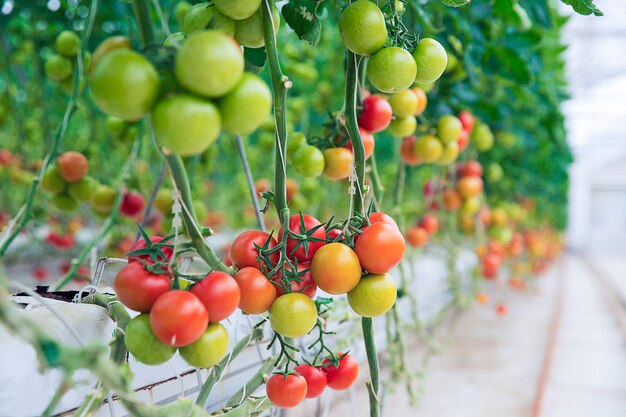 Tomates verdes, amarillos y rojos colgados de sus plantas dentro de un invernadero.