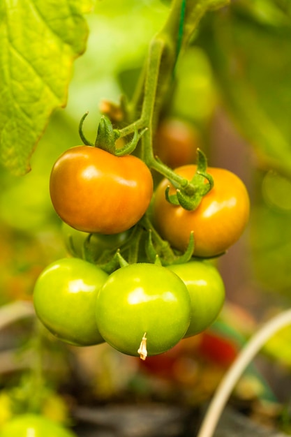 Tomates verdes frescos en el invernadero