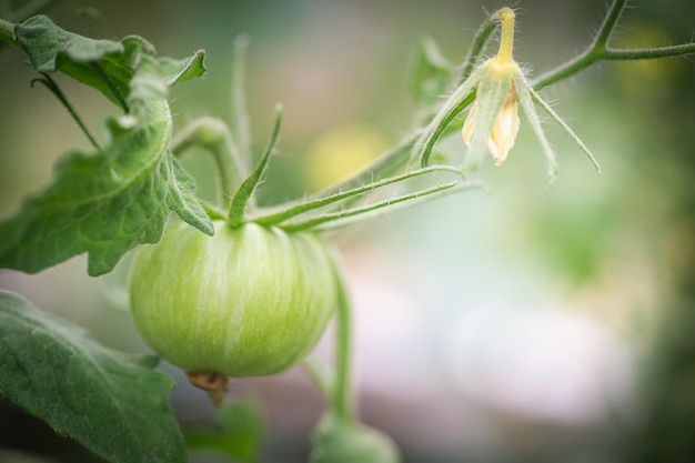 Tomates verdes en un jardín