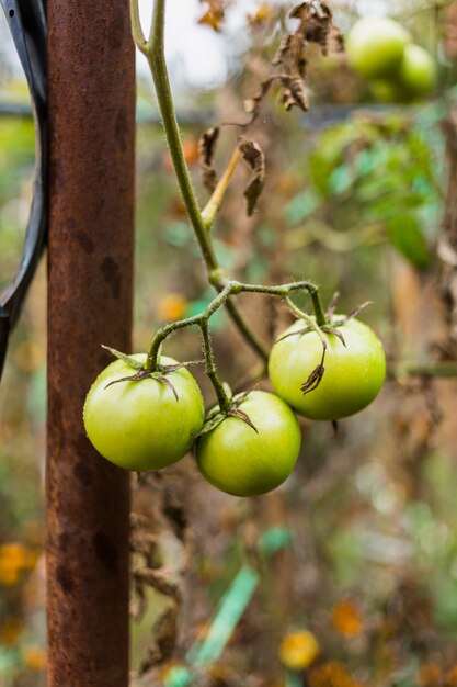 Tomates verdes