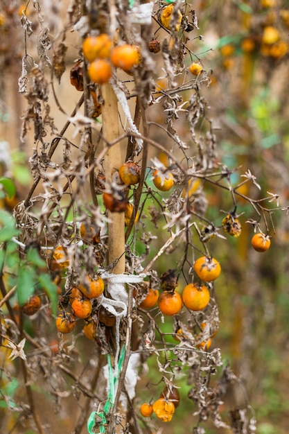 Tomates