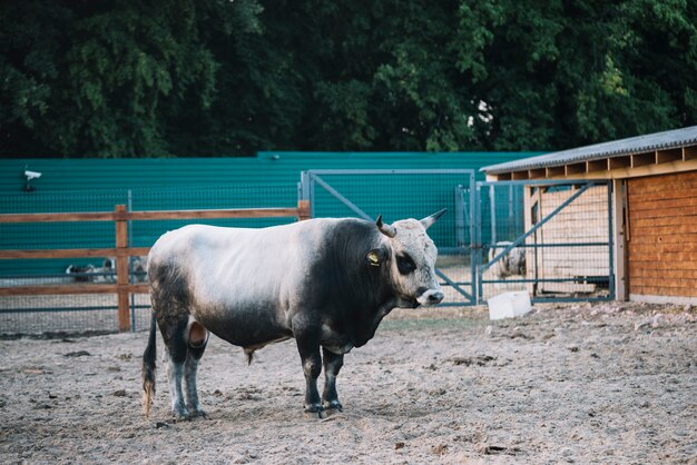 Toro blanco y negro en el granero