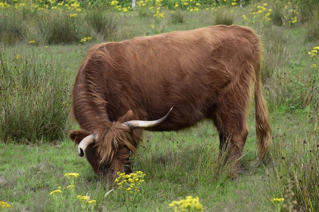 Toro marrón pastando en los campos verdes