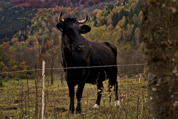Toro negro en una granja rodeada de montañas cubiertas de árboles
