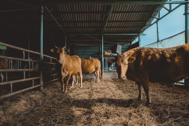 Toros marrones de pie sobre la hierba seca del granero