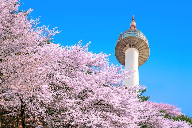Foto gratuita torre de seúl y flor de cerezo rosa, temporada de sakura en primavera, seúl en corea del sur