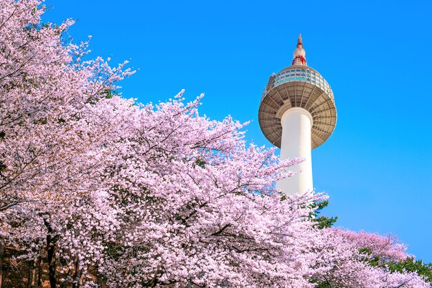 Torre de Seúl y flor de cerezo rosa, temporada de Sakura en primavera, Seúl en Corea del Sur