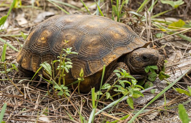 tortuga disfrutando de su almuerzo bajo la luz