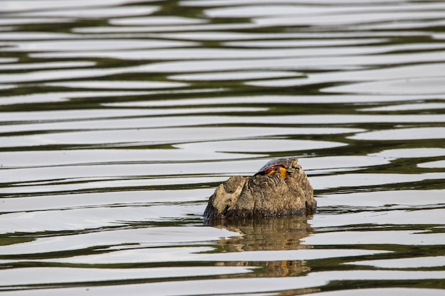 Tortuga en una formación rocosa en medio del mar.