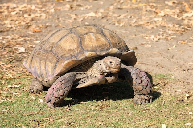 Tortuga gigante caminando sobre la tierra