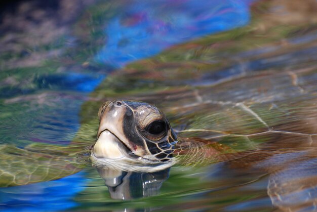 Tortuga marina nadando en la superficie del agua.