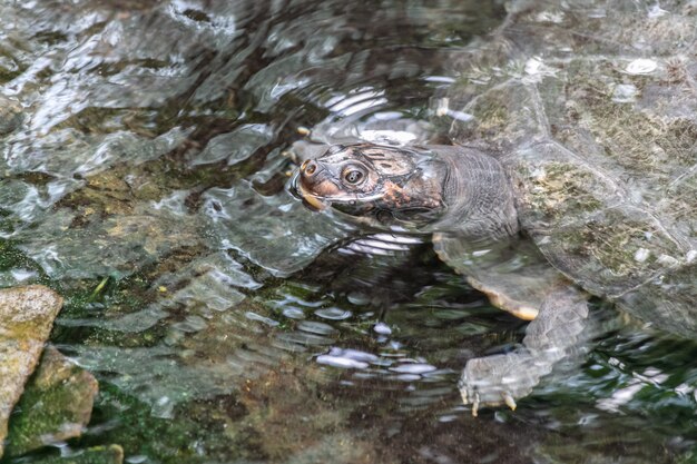 Tortuga mordedora común en un lago rodeado de rocas y hojas bajo la luz del sol durante el día