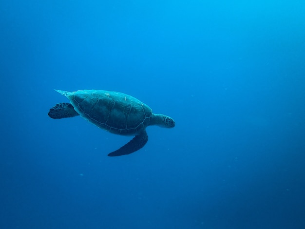 Tortuga nadando bajo el mar