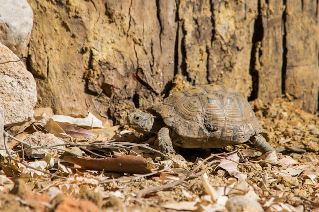 Tortuga en la naturaleza