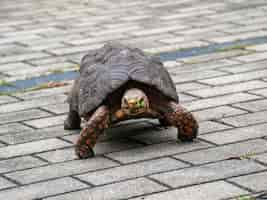 Foto gratuita tortuga de patas rojas caminando en el parque