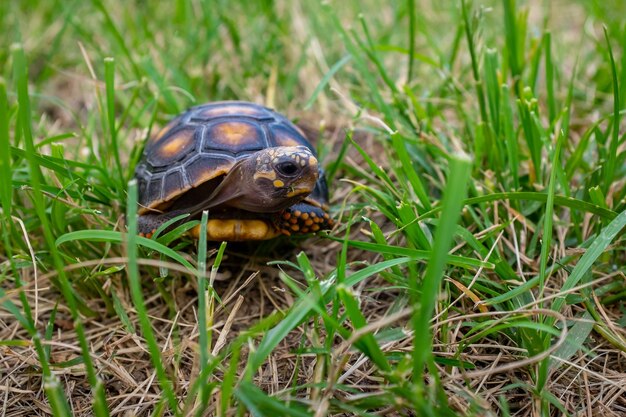 Tortuga de patas rojas (Chelonoidis Carbonarius)