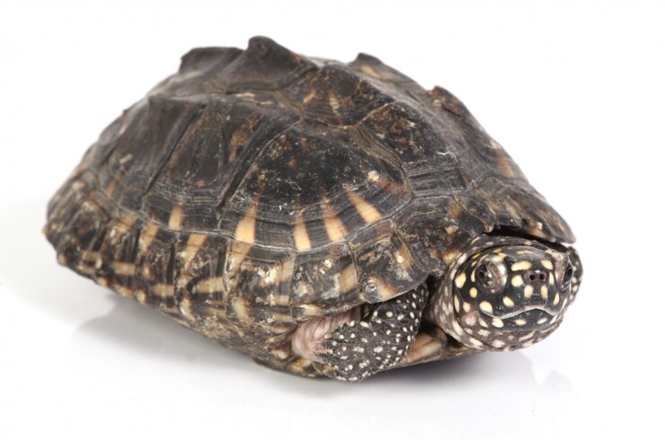 Foto gratuito tortuga saliendo de su caparazón