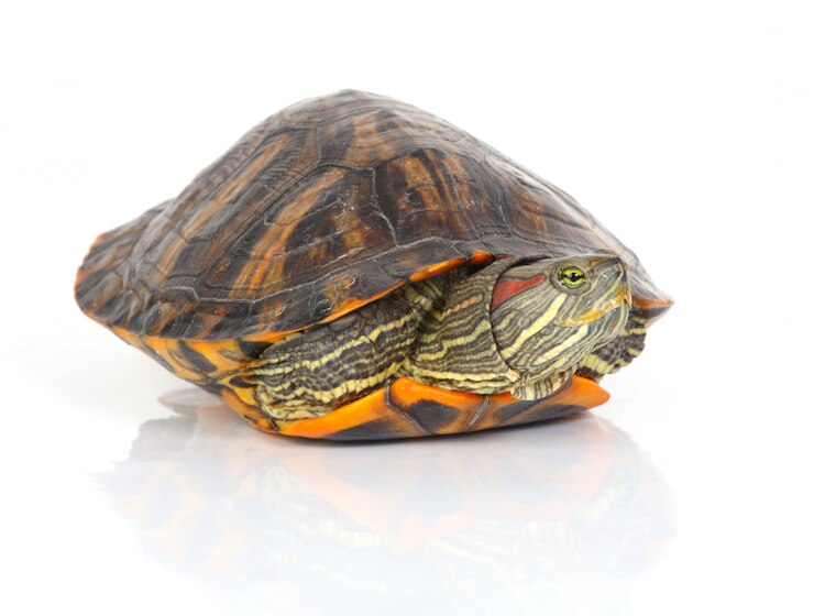 Foto gratuito tortuga saliendo de su caparazón