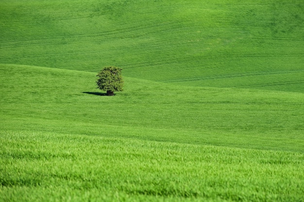 Toscana de Moravian - paisaje hermoso de la primavera en Moravia del sur cerca de la ciudad de Kyjov. República Checa - E