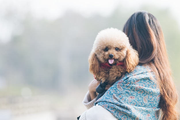 Toy Poodle jugando con su maestro femenino