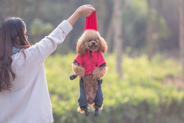 Toy Poodle jugando con su maestro femenino