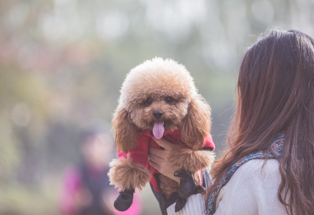 Toy Poodle jugando con su maestro femenino