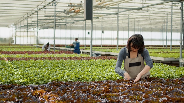 Trabajador agrícola en ambiente hidropónico haciendo control de calidad para cultivos biológicos antes de cosechar en invernadero moderno. Mujer caucásica inspeccionando plantas de lechuga buscando plántulas dañadas.