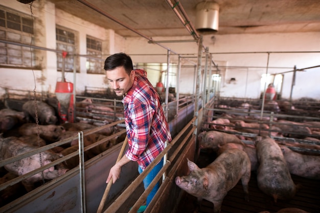 Foto gratuita trabajador agrícola limpiando y manteniendo la pocilga y los cerdos limpios