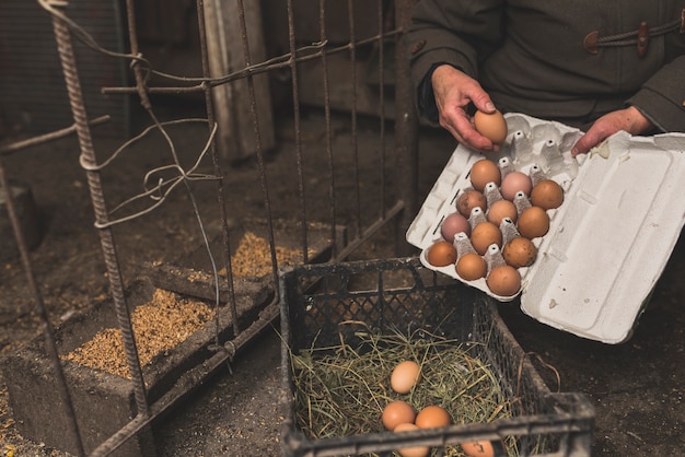 Foto gratuita trabajador de cultivos poniendo huevos en el estante