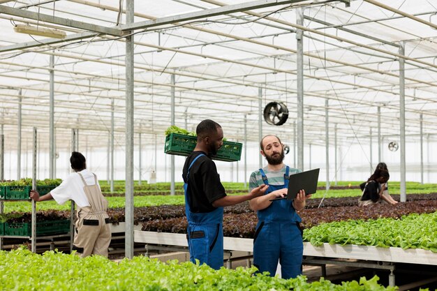 Trabajador de invernadero afroamericano sosteniendo una caja con lechuga fresca hablando con un agricultor sosteniendo una computadora portátil sobre la entrega a los negocios locales. Trabajadores de biogranjas preparándose para entregar pedidos en línea al cliente.