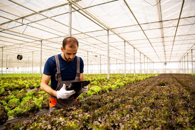 Trabajador en invernadero con tableta en mano siguiendo algo en la pantalla. Plantación de ensalada fresca