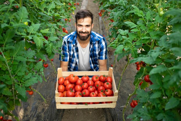 Trabajador joven agricultor barbudo sosteniendo tomates recién cosechados en el jardín