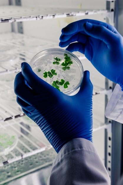 Trabajador de laboratorio examinando una sustancia en una placa de Petri mientras realiza una investigación